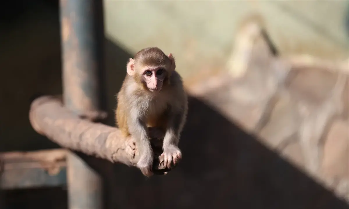 Обезьяна ‘Апельсин’, спасенная в ходе операции по борьбе с наркотиками