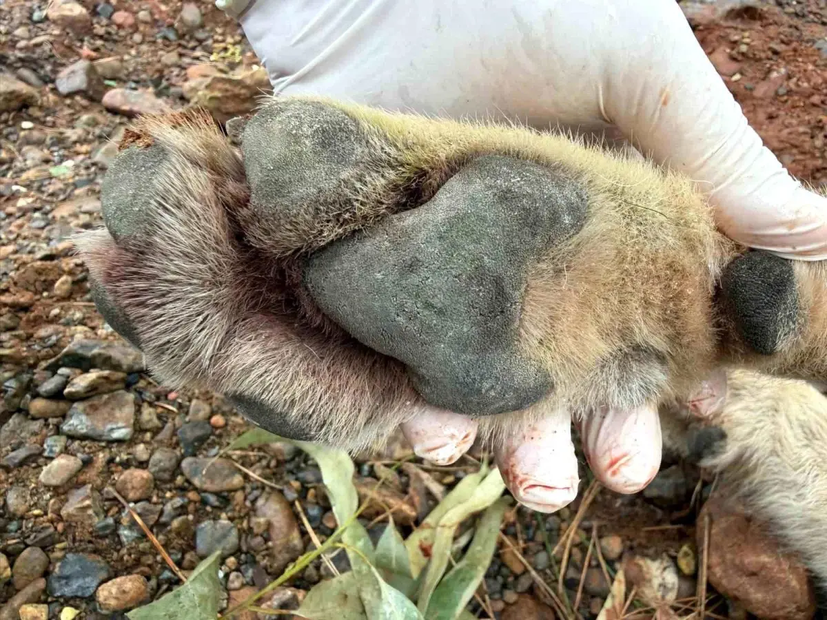 Молодой волк погиб в дорожно-транспортном происшествии