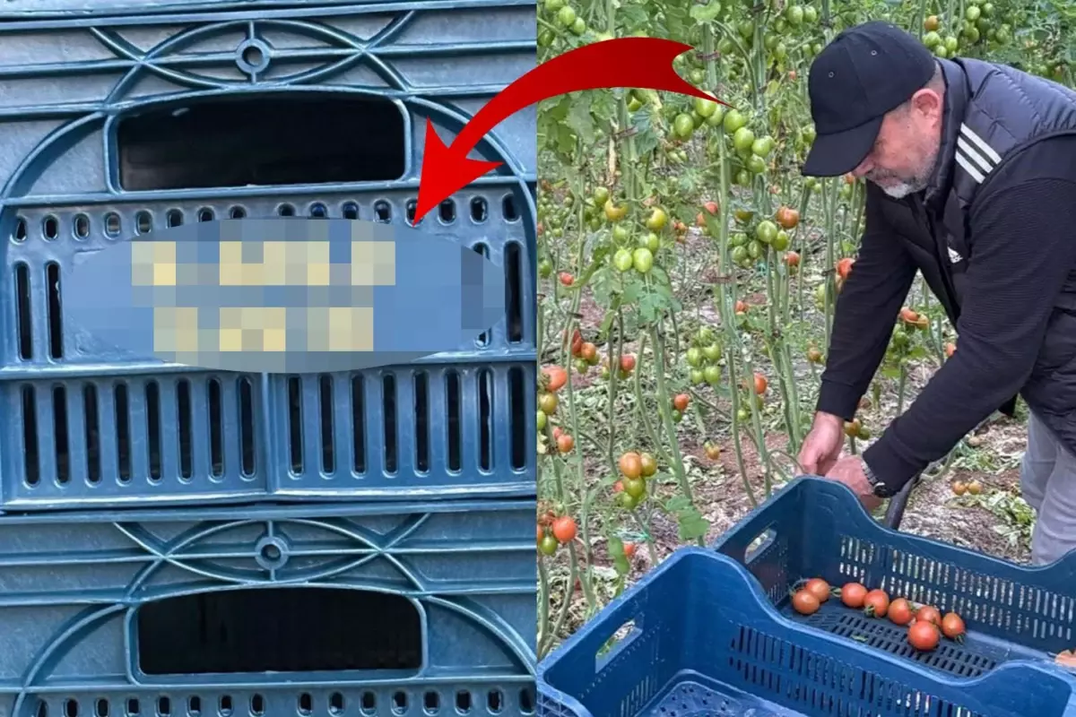 На ящик с помидорами даже его имя написал