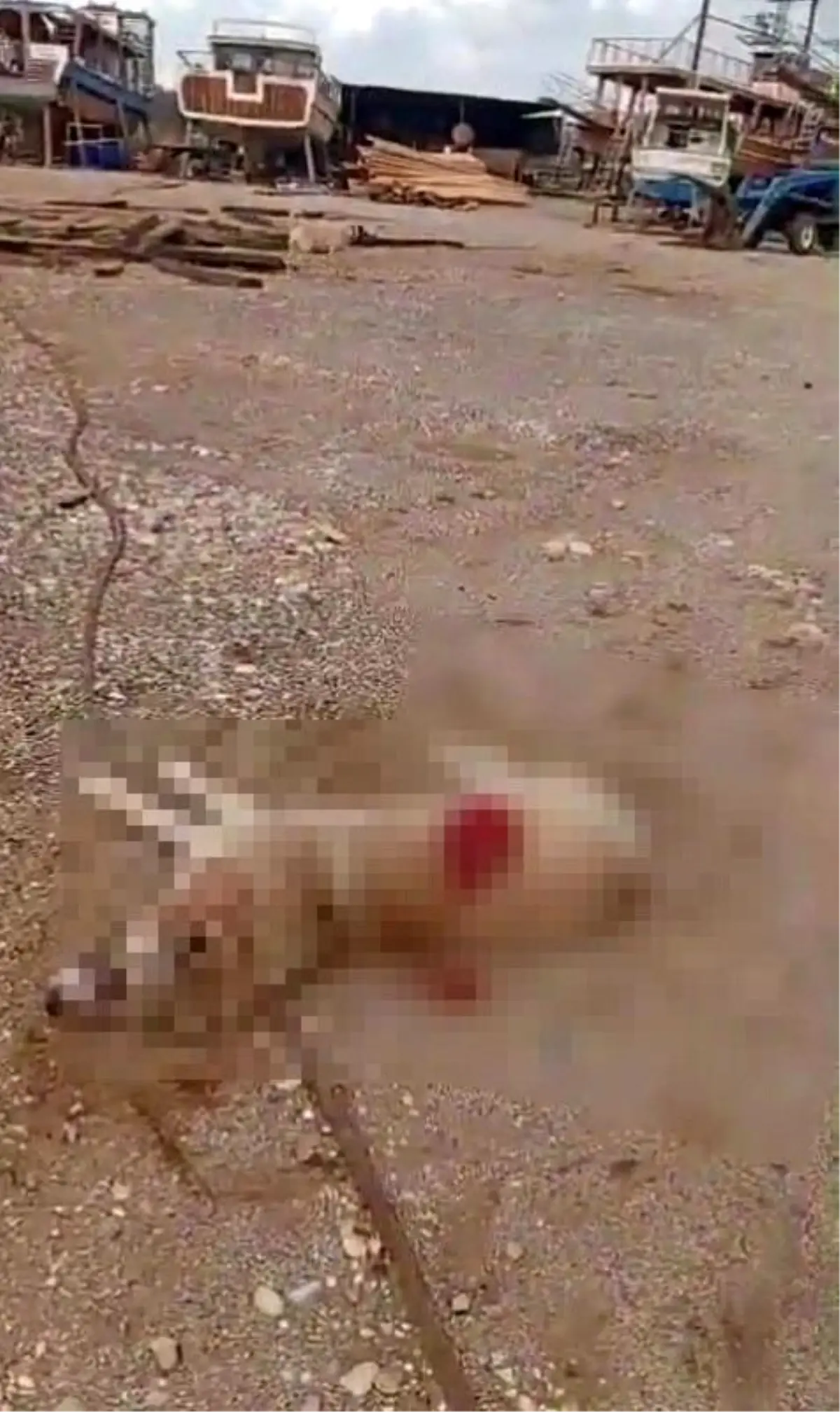 Задержан человек, стрелявший в собаку из ружья